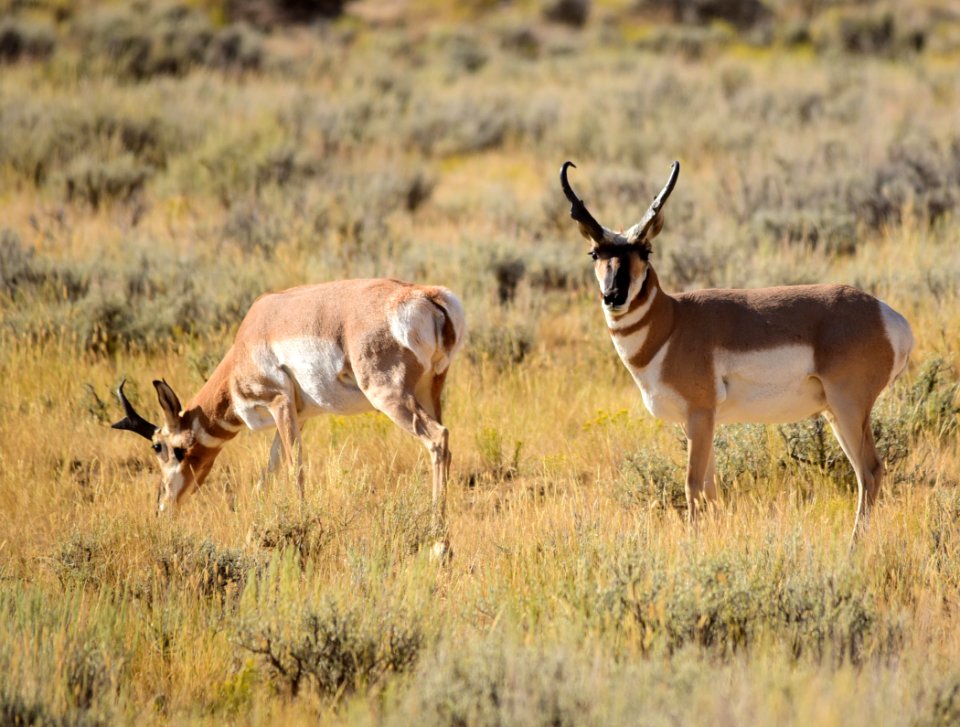 Pronghorn at Seedskadee National Wildlife Refuge
