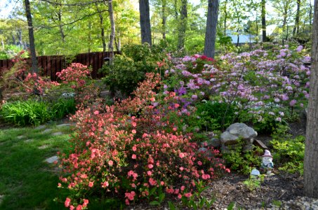 Backyard Plants