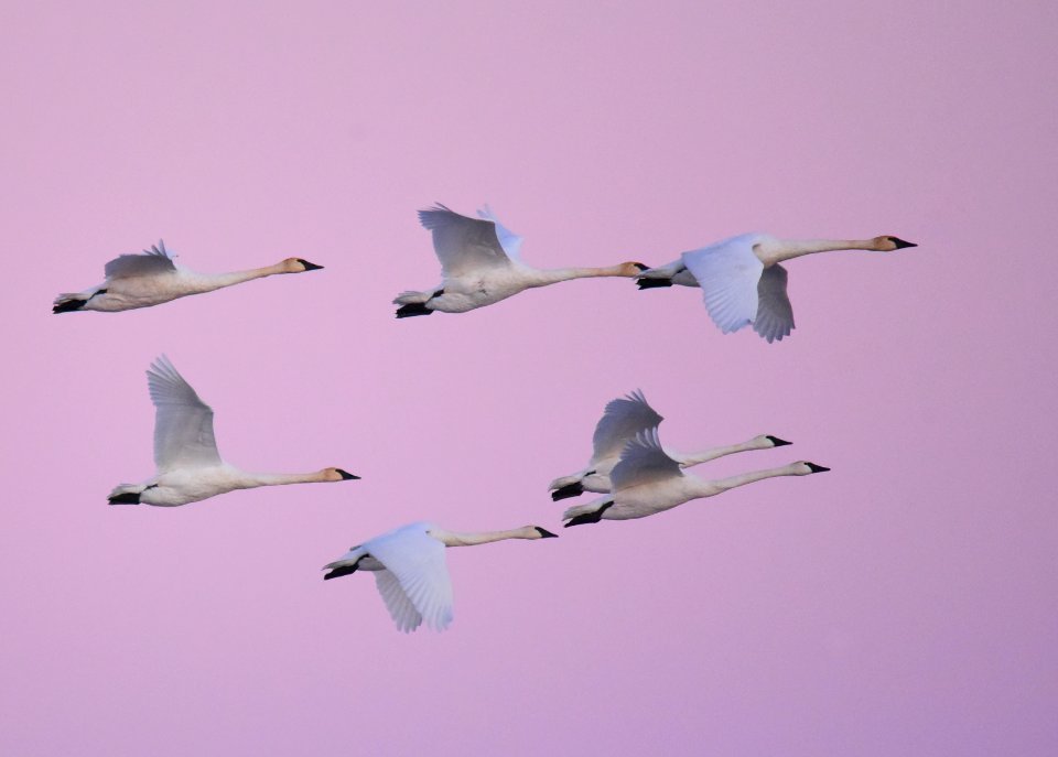 Trumpeter swans at LaCreek National Wildlife Refuge