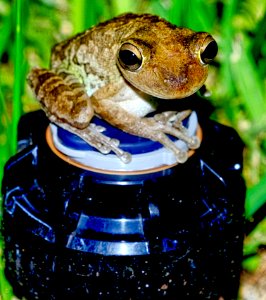 Sitting on top of sprinkler head.