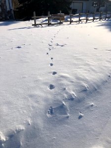 Tracking the Tracks
