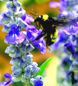 BEES OUT TODAY!!!
