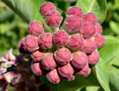Showy milkweed (Asclepias speciosa) at Seedskadee National Wildlife Refuge