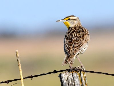 Western meadowlark at LaCreek National Wildlife Refuge photo