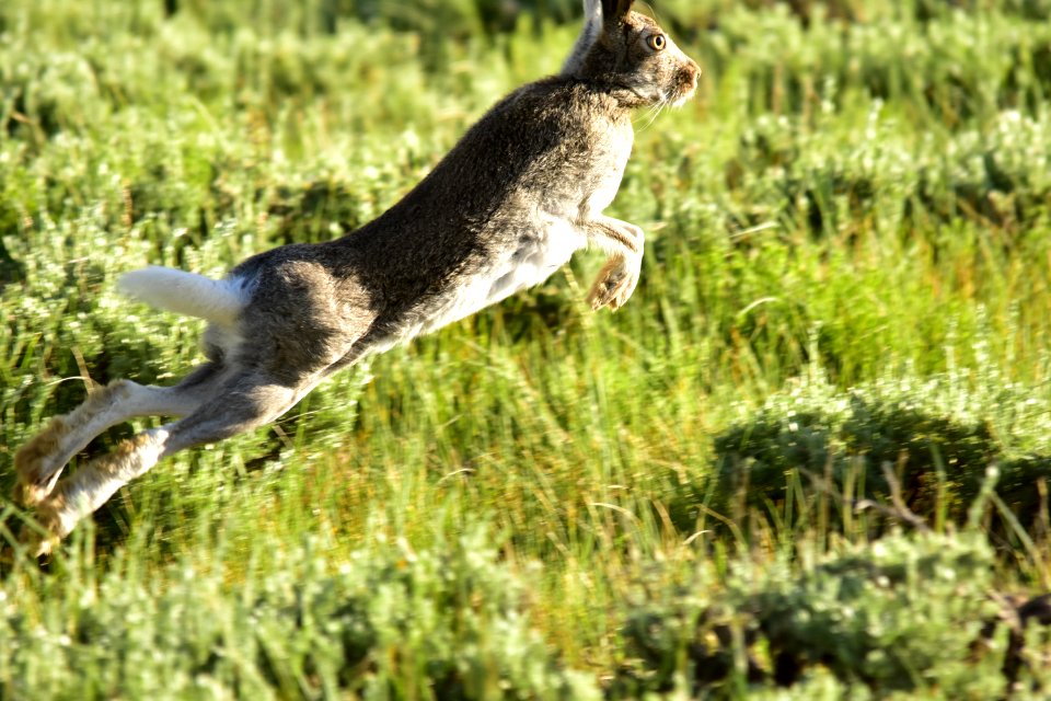 White-tailed jackrabbit at Arapaho National Wildlife Refuge