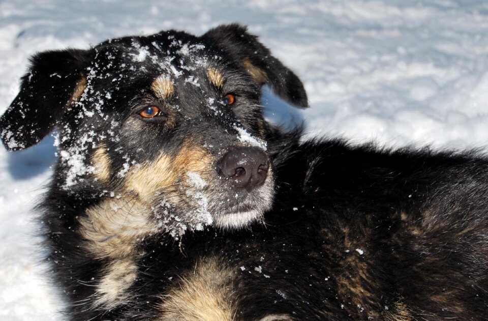 Canine cold fun