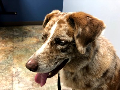 Happy as One Can Be at the Vet photo