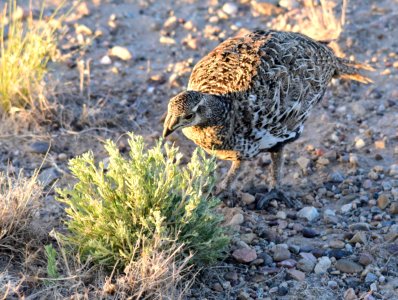Greater sage-grouse at Seedskadee National Wildlife Refuge