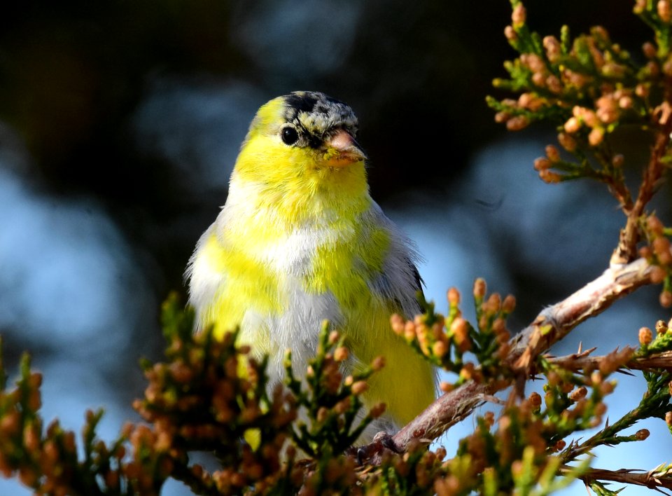 American goldfinch