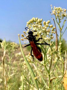 Tarantula Hawk Wasp