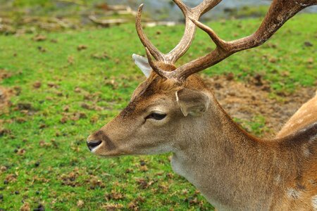 Forest scheu antler