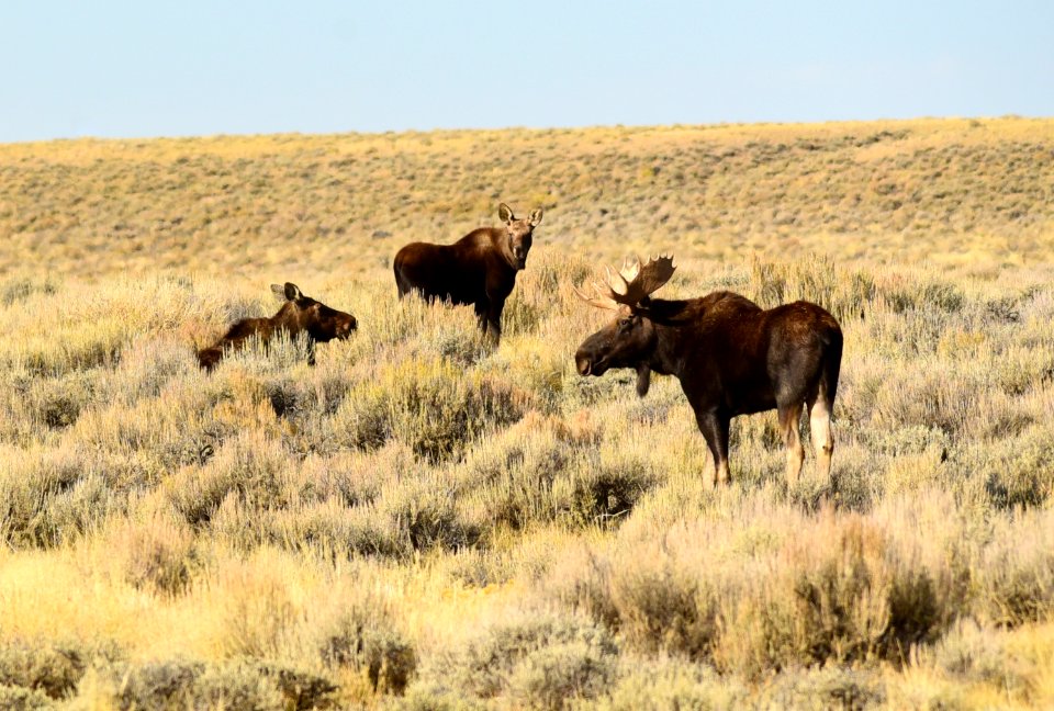 Moose at Seedskadee National Wildlife Refuge