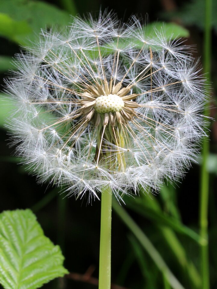 White flying nature
