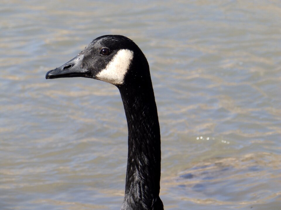 Bird wildlife animals