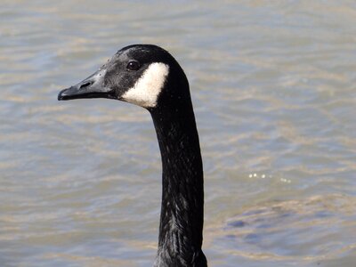 Bird wildlife animals