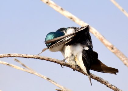 Tree swallow at Seedskadee National Wildlife Refuge