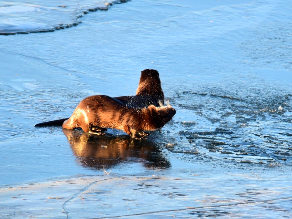 North American river otters at Seedskadee National Wildlife Refuge