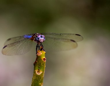 Dragonfly photo