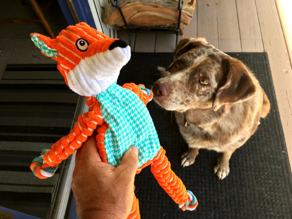 Fox? For Me?