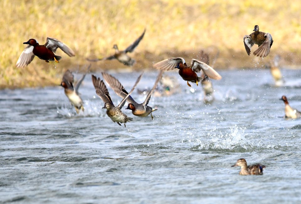 Green-winged teal on Seedskadee National Wildlife Refuge