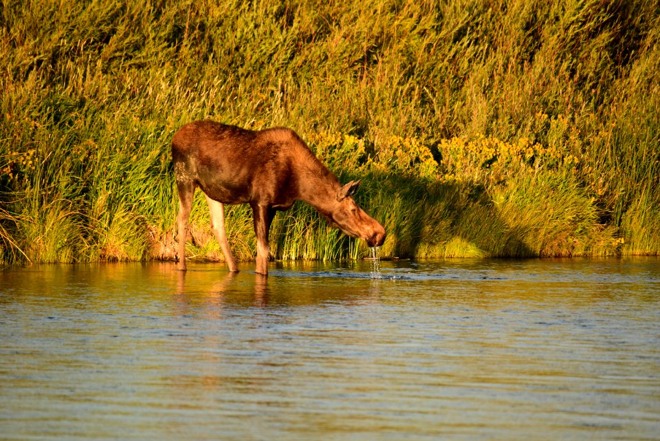 Moose at Seedskadee National Wildlife Refuge