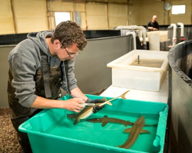 Tagging shovelnose sturgeon photo