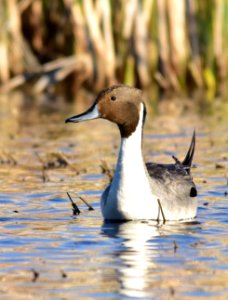 Northern pintail at Seedskadee National Wildlife Refuge