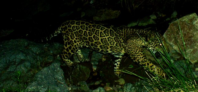 Male jaguar–Photo Courtesy of UA/USFWS