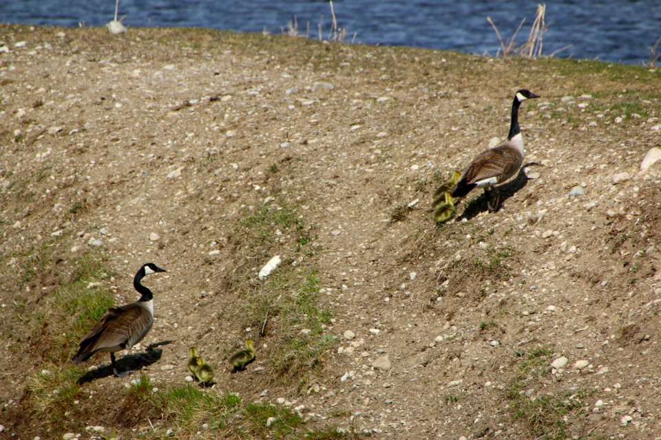 Canada Geese Family