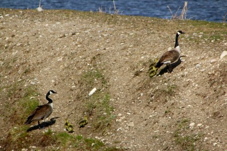Canada Geese Family photo