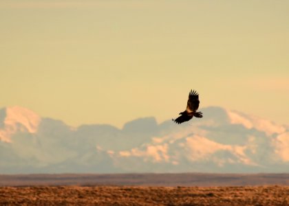 Bald eagle at Seedskadee National Wildlife Refuge