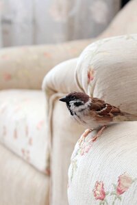 Birds manual poultry