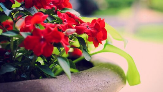 The leaves flowers basket photo