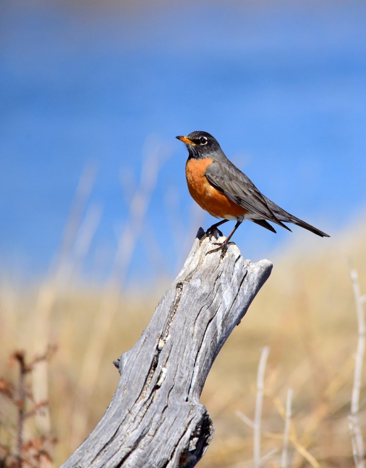 American robin at Seedskadee National Wildlife Refuge