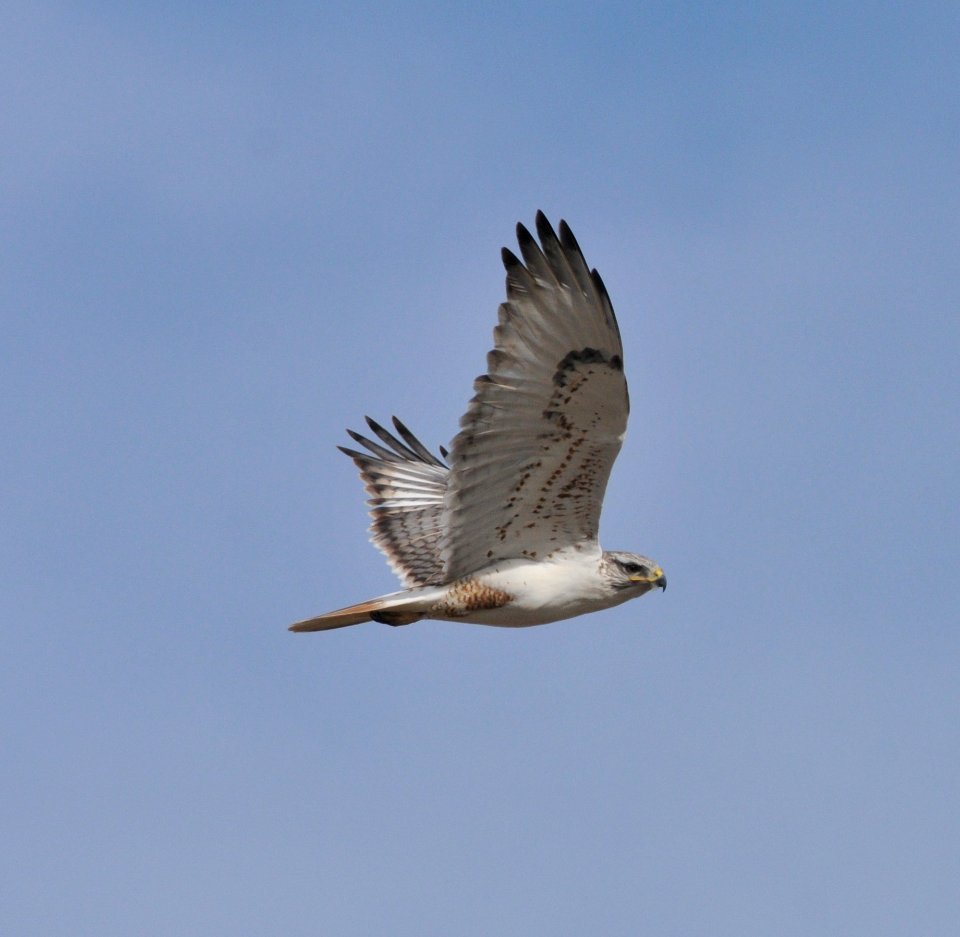 Ferruginous Hawk, Scott Somershoe