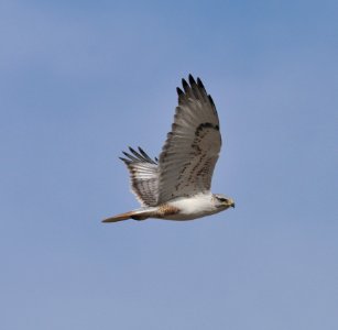 Ferruginous Hawk, Scott Somershoe