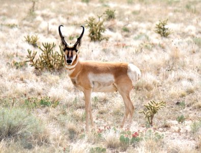 Pronghorn