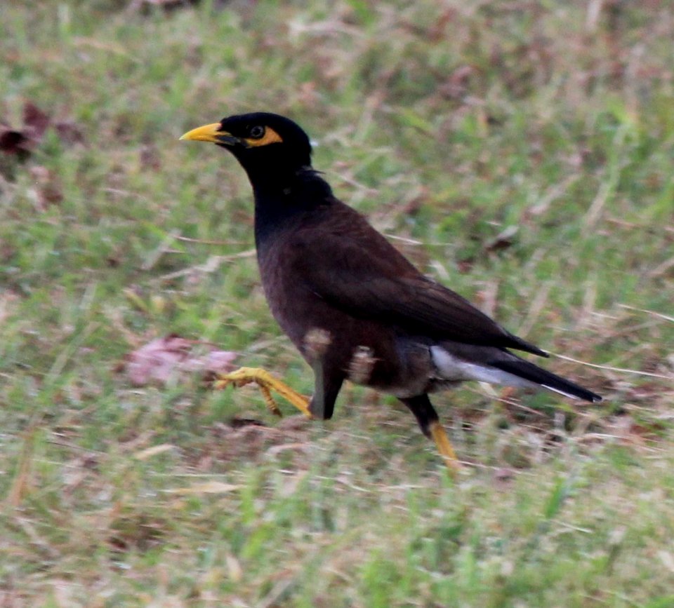 mynah bird