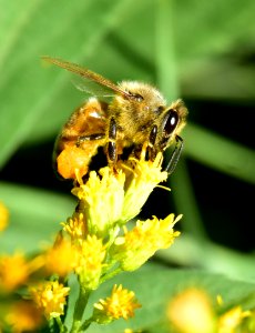 Honey bee along Bear River in Wyoming