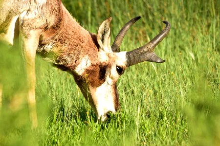 Pronghorn at Arapaho National Wildlife Refuge