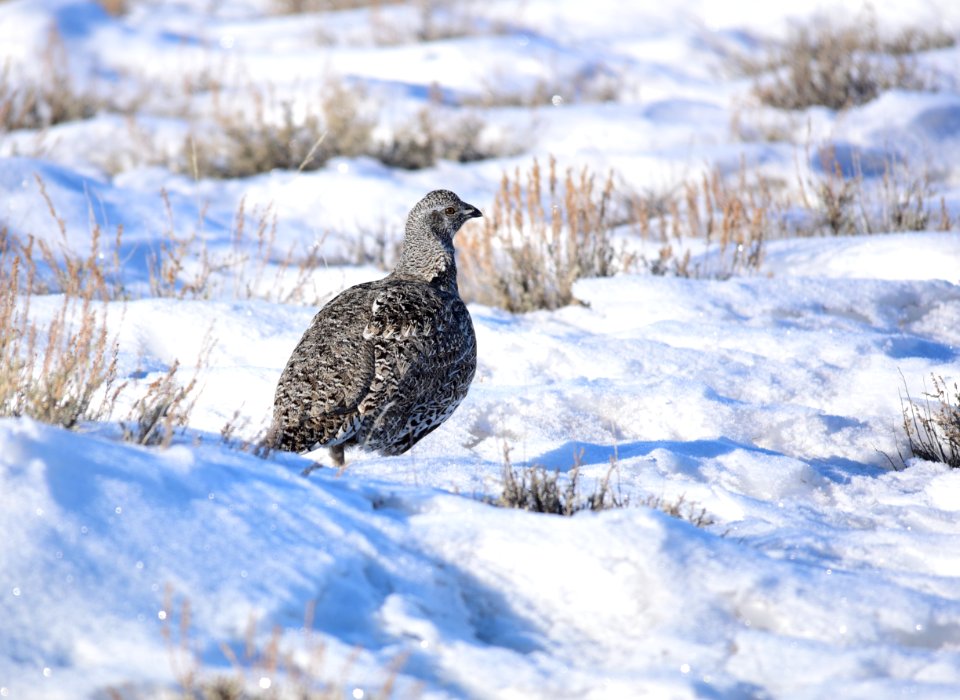 Greater sage-grouse on Seedskadee National Wildlife Refuge