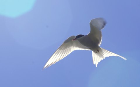 Artic Tern photo