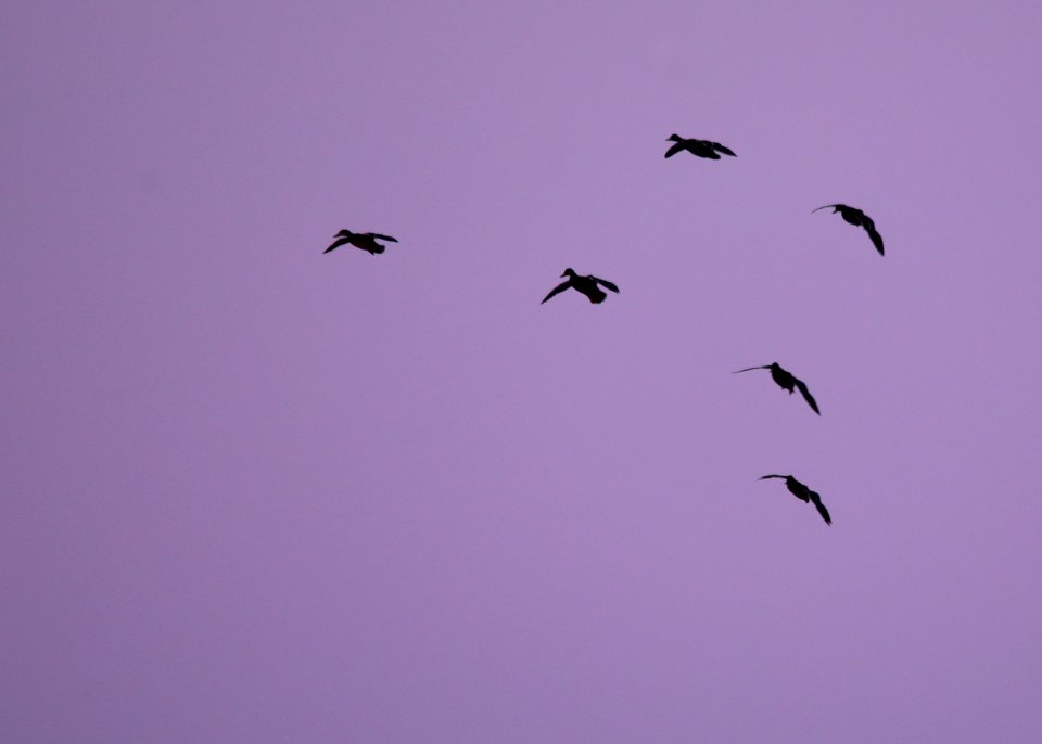 Twilight Mallards
