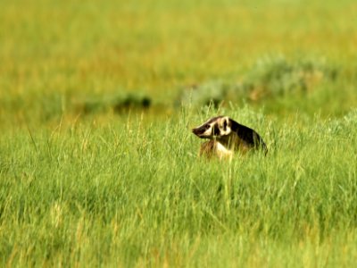 American badger at Arapaho National Wildlife Refuge