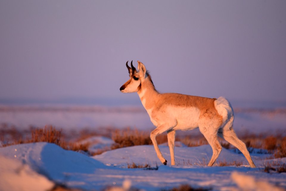 Pronghorn on Seedskadee National Wildlife Refuge