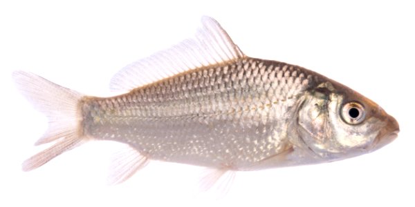 Common Carp Fingerling photo