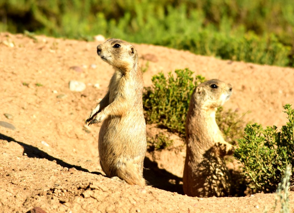 White-tailed prairie dog at Arapaho National Wildlife Refuge