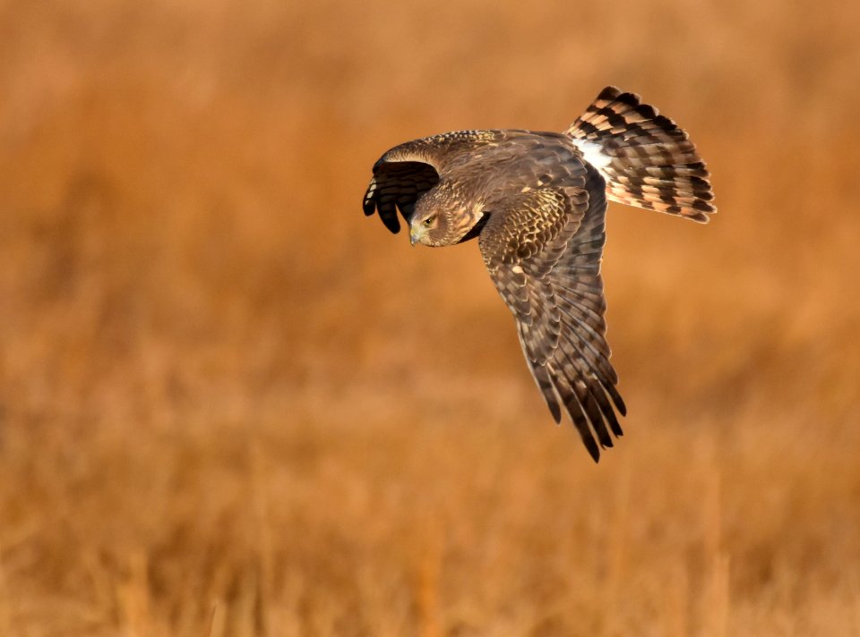 Northern harrier at Seedskadee National Wildlife Refuge