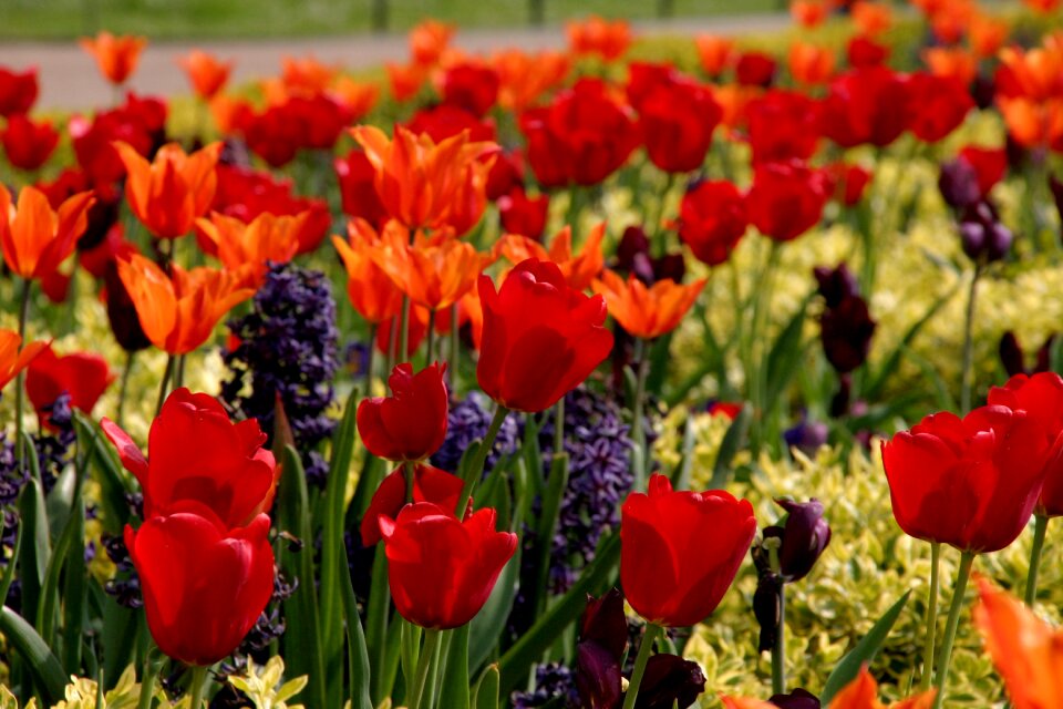 Flowers nature spring