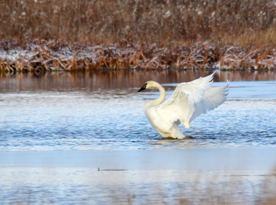Trumpeter swan on LaCreek National Wildlife Refuge